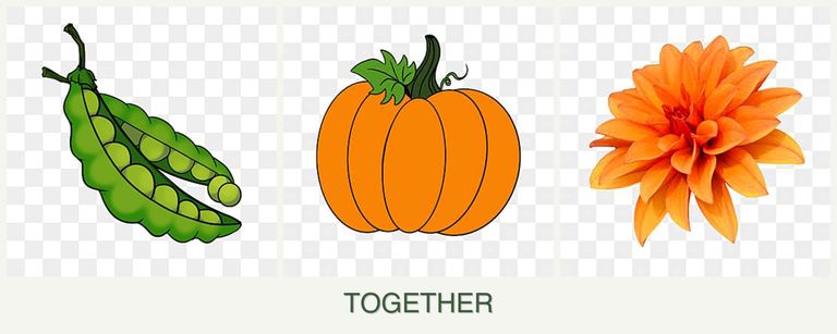 Can you plant peas, pumpkin and dahlias together?