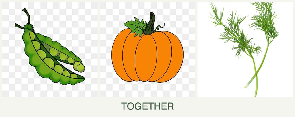 Can you plant peas, pumpkin and dill together?