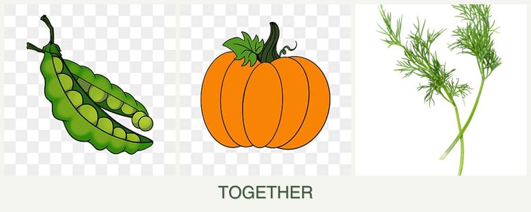 Can you plant peas, pumpkin and dill together?