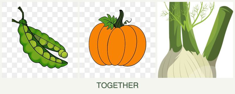 Can you plant peas, pumpkin and fennel together?