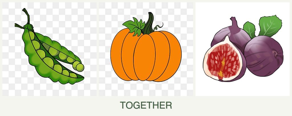 Can you plant peas, pumpkin and figs together?