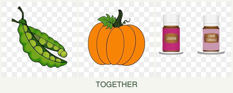 Can you plant peas, pumpkin and geraniums together?