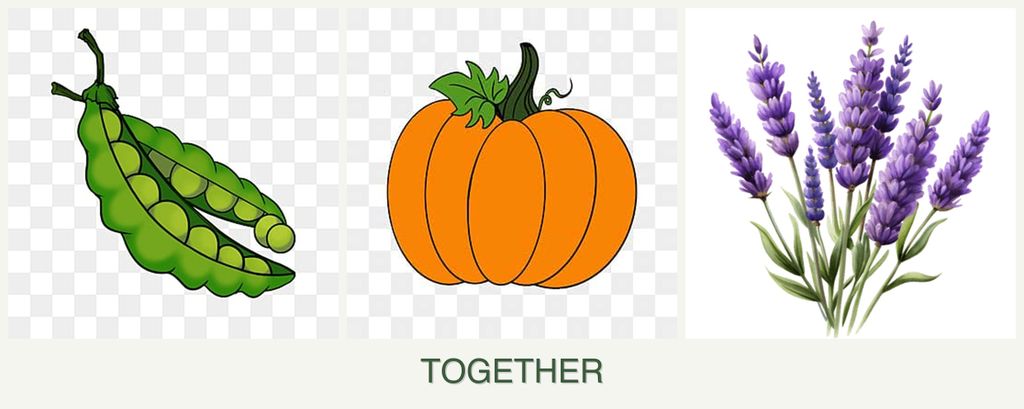 Can you plant peas, pumpkin and lavender together?