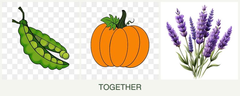 Can you plant peas, pumpkin and lavender together?