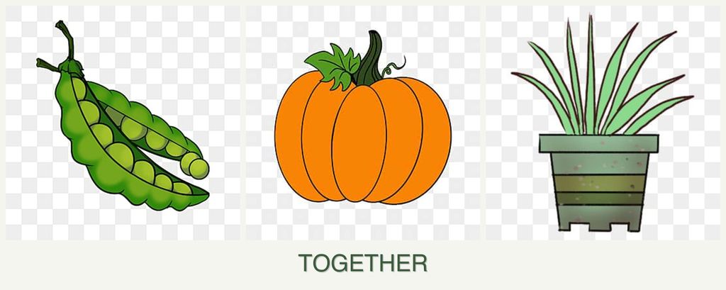 Can you plant peas, pumpkin and lemongrass together?