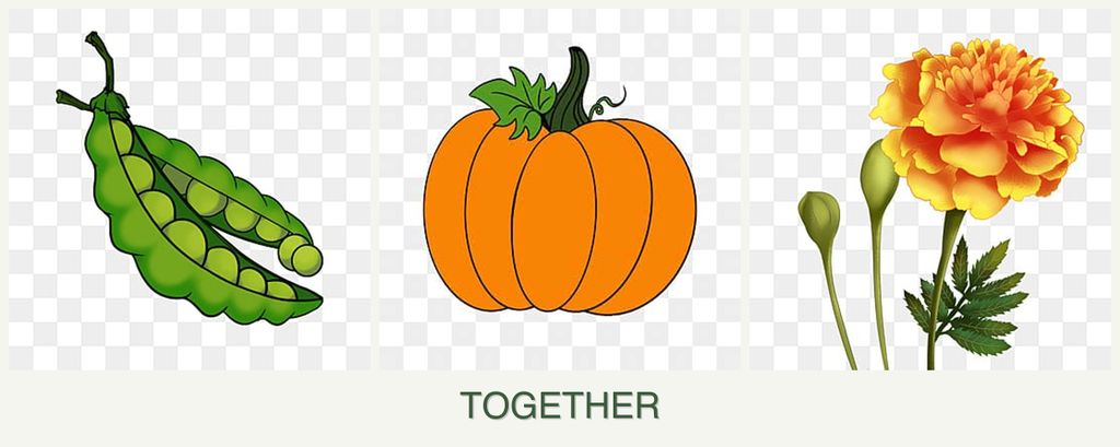 Can you plant peas, pumpkin and marigolds together?