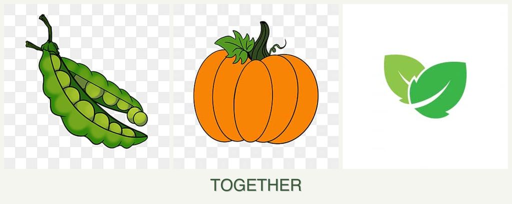 Can you plant peas, pumpkin and mint together?