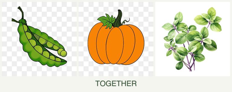 Can you plant peas, pumpkin and oregano together?