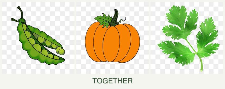 Can you plant peas, pumpkin and parsley together?