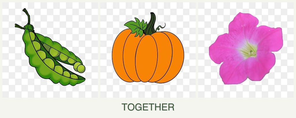 Can you plant peas, pumpkin and petunias together?