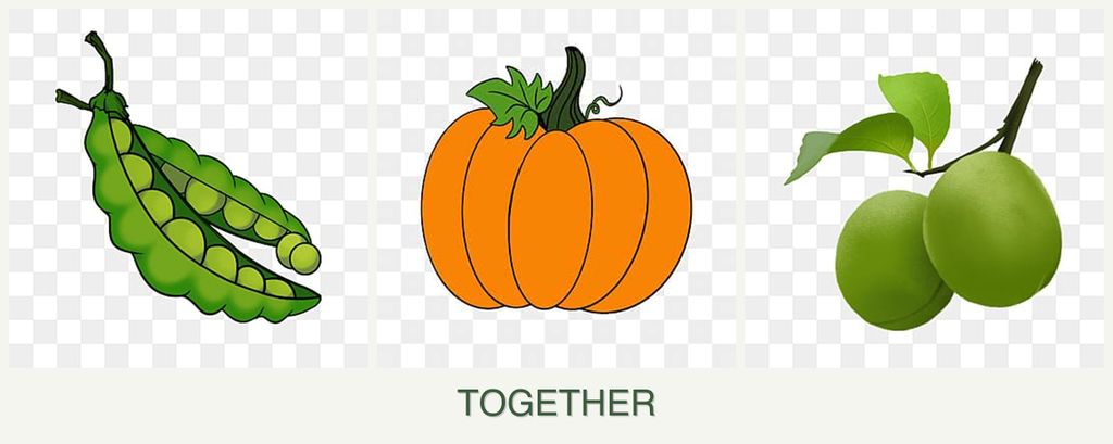 Can you plant peas, pumpkin and plums together?