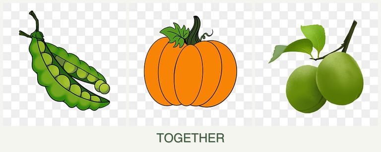 Can you plant peas, pumpkin and plums together?