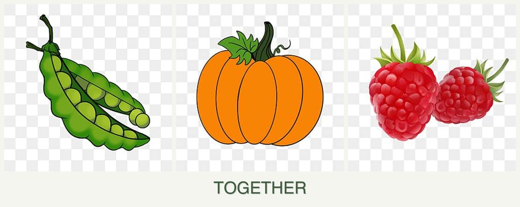 Can you plant peas, pumpkin and raspberries together?