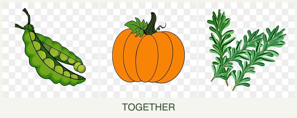 Can you plant peas, pumpkin and rosemary together?
