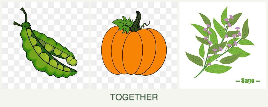 Can you plant peas, pumpkin and sage together?