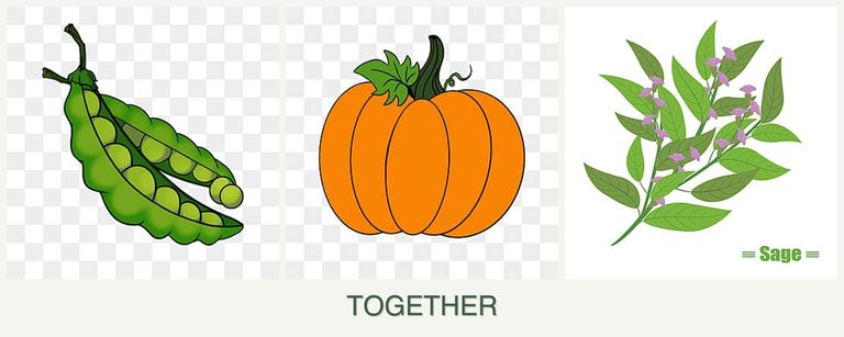 Can you plant peas, pumpkin and sage together?