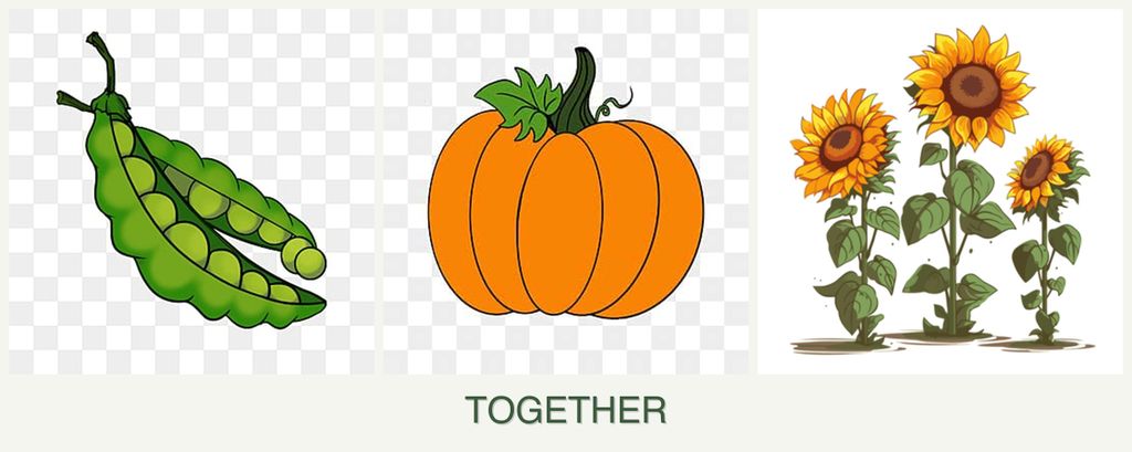 Can you plant peas, pumpkin and sunflowers together?