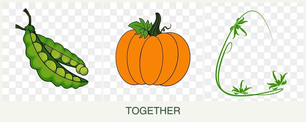 Can you plant peas, pumpkin and tarragon together?