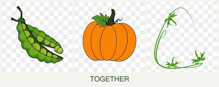 Can you plant peas, pumpkin and tarragon together?
