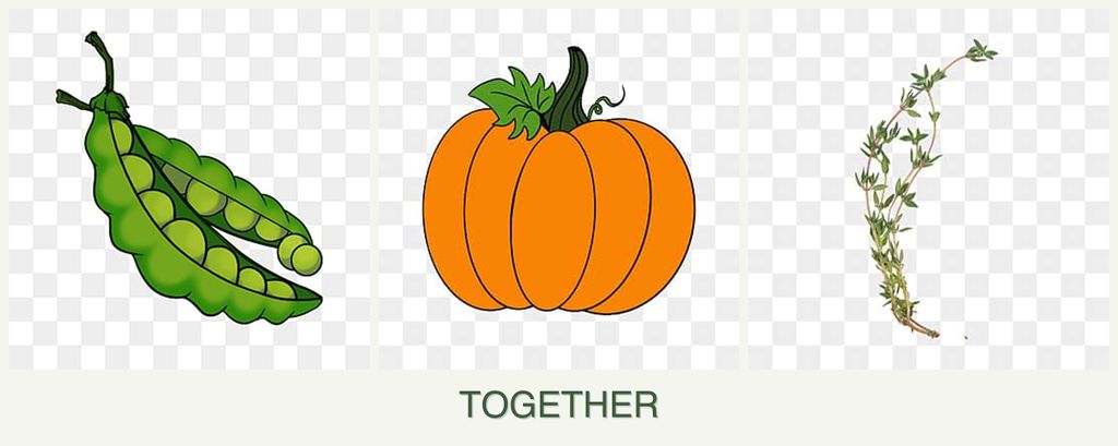 Can you plant peas, pumpkin and thyme together?