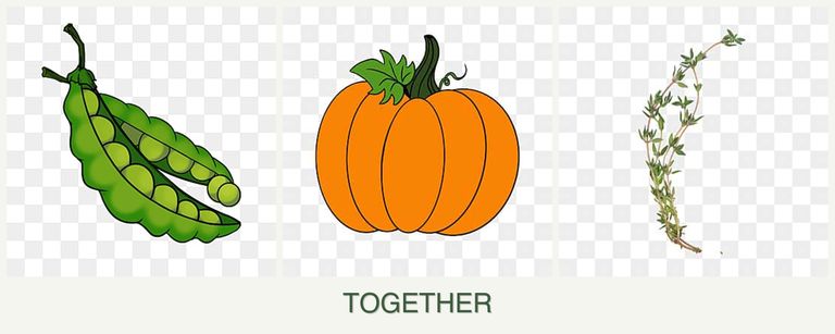 Can you plant peas, pumpkin and thyme together?