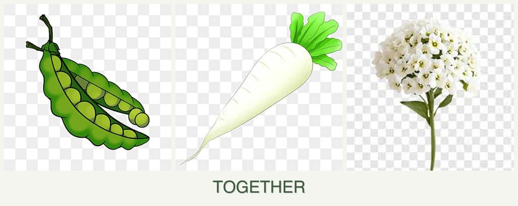 Can you plant peas, radishes and alyssum together?