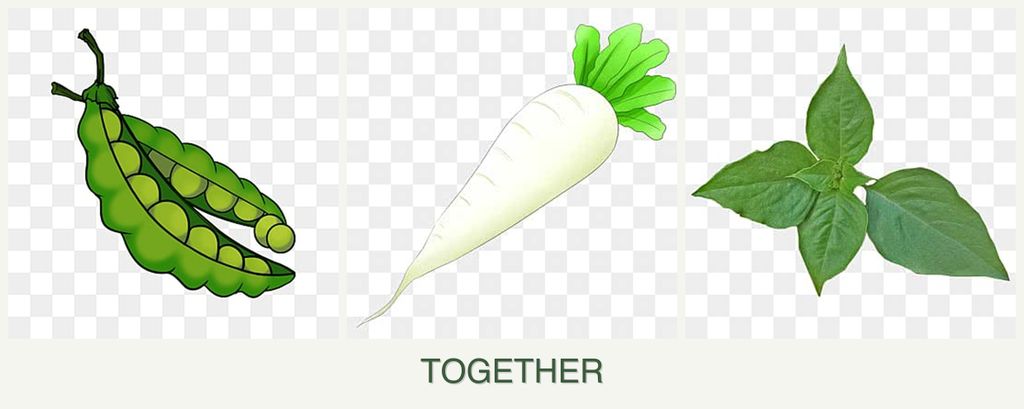 Can you plant peas, radishes and basil together?
