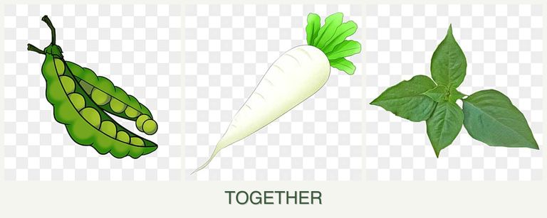 Can you plant peas, radishes and basil together?