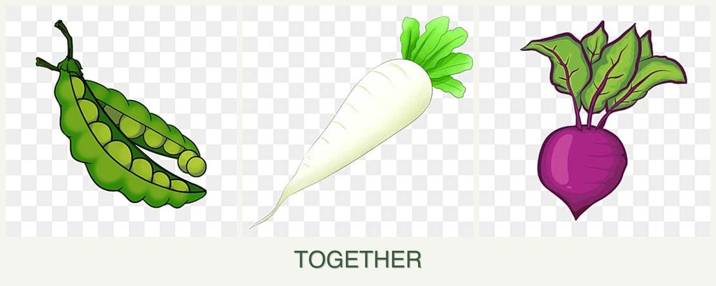 Can you plant peas, radishes and beets together?