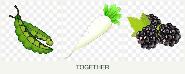 Can you plant peas, radishes and blackberries together?