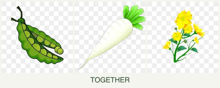 Can you plant peas, radishes and calendula together?