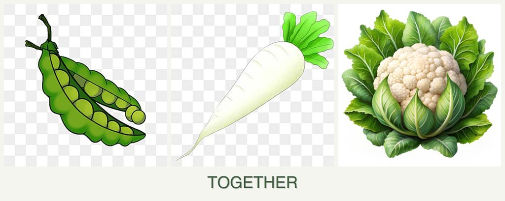 Can you plant peas, radishes and cauliflower together?