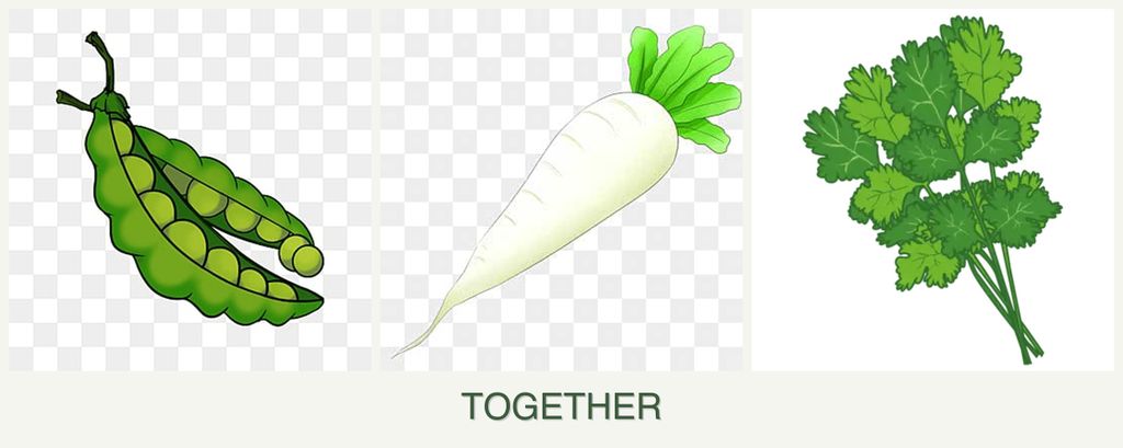 Can you plant peas, radishes and cilantro together?