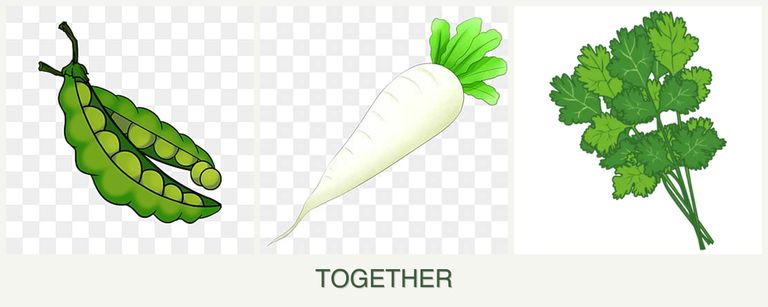 Can you plant peas, radishes and cilantro together?