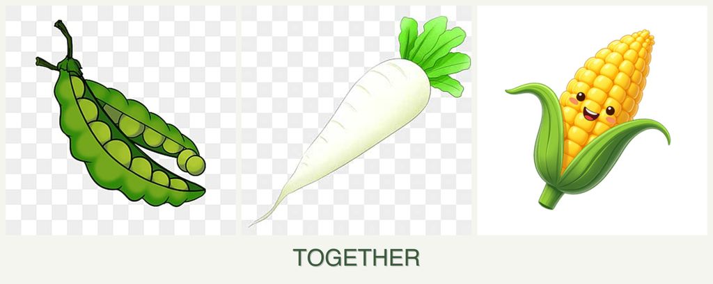 Can you plant peas, radishes and corn together?