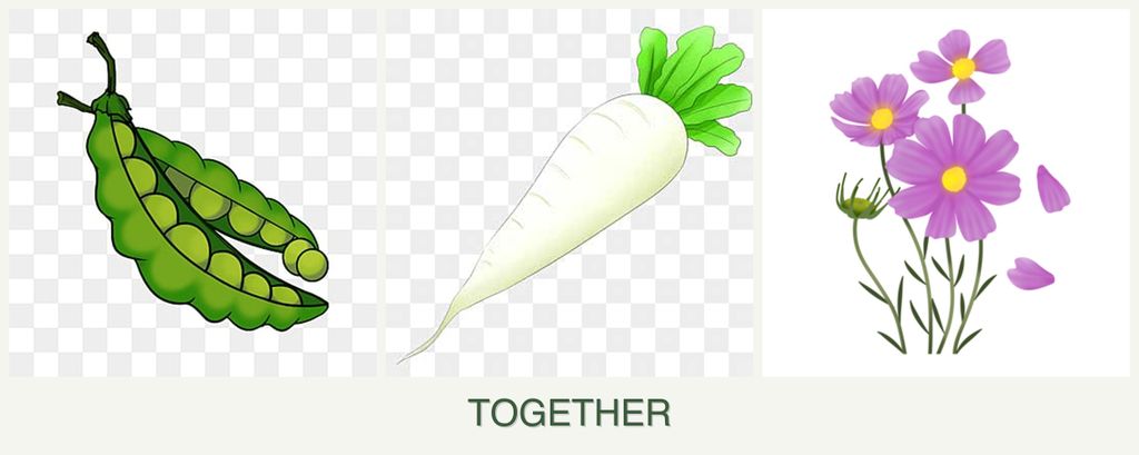 Can you plant peas, radishes and cosmos together?