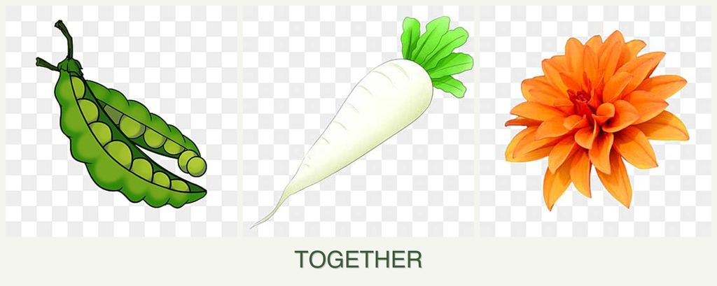Can you plant peas, radishes and dahlias together?