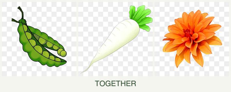 Can you plant peas, radishes and dahlias together?