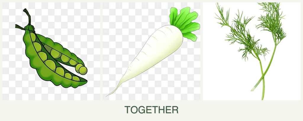 Can you plant peas, radishes and dill together?