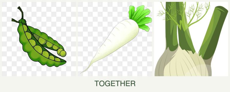 Can you plant peas, radishes and fennel together?