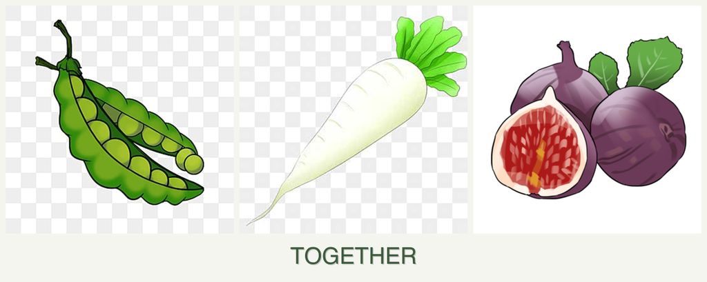 Can you plant peas, radishes and figs together?