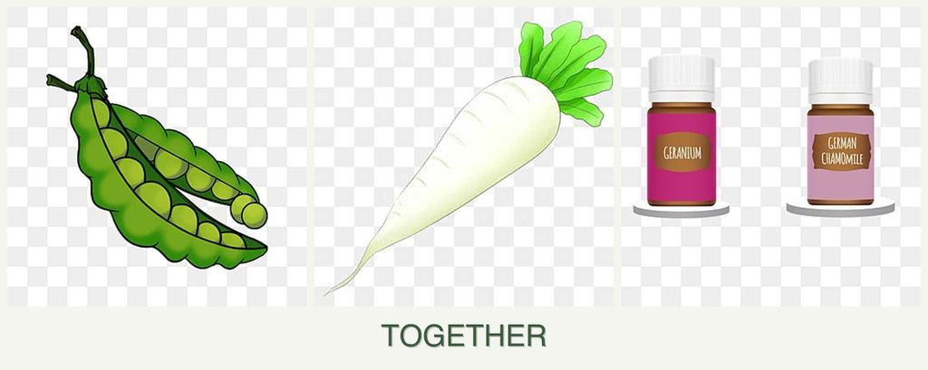 Can you plant peas, radishes and geraniums together?