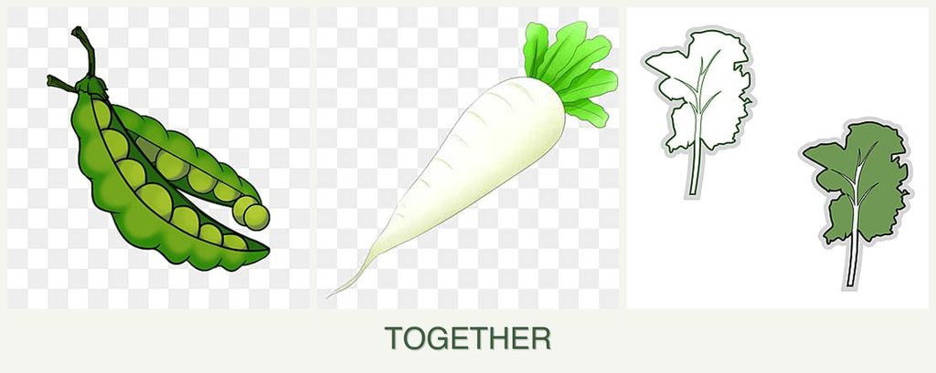 Can you plant peas, radishes and kale together?