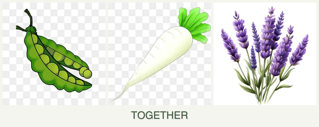 Can you plant peas, radishes and lavender together?