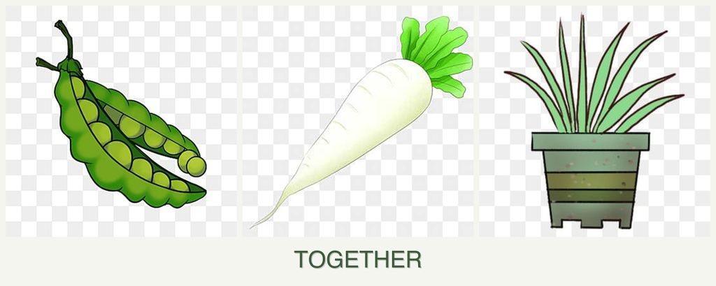 Can you plant peas, radishes and lemongrass together?