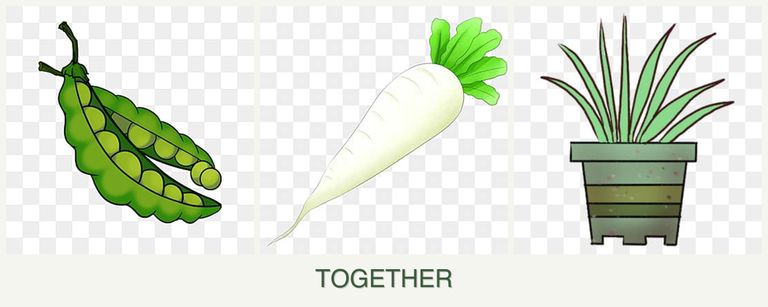 Can you plant peas, radishes and lemongrass together?