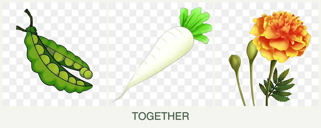 Can you plant peas, radishes and marigolds together?