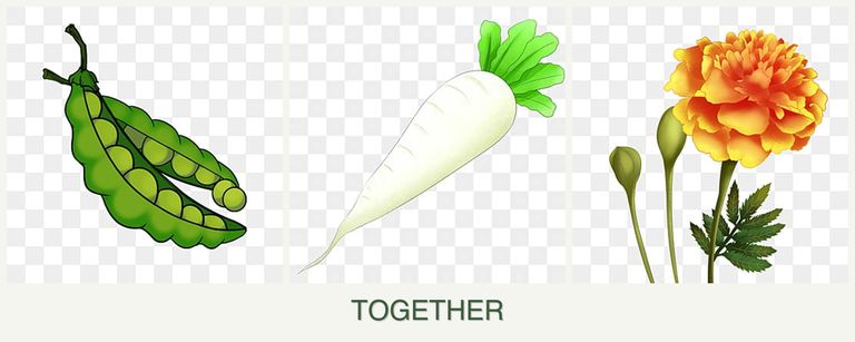 Can you plant peas, radishes and marigolds together?