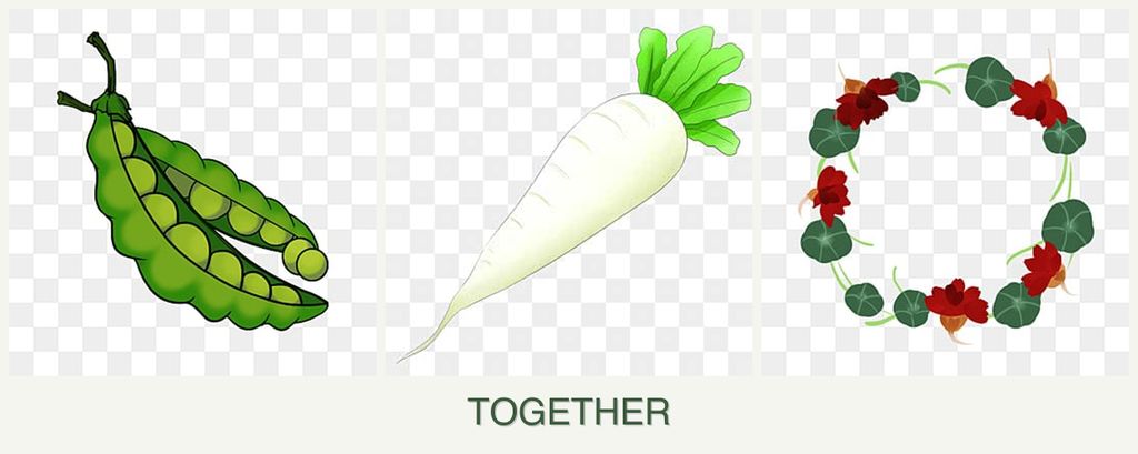 Can you plant peas, radishes and nasturtiums together?
