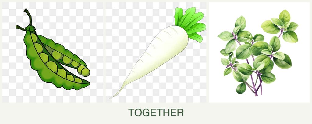Can you plant peas, radishes and oregano together?